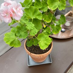 Firkantet underskl i zink 