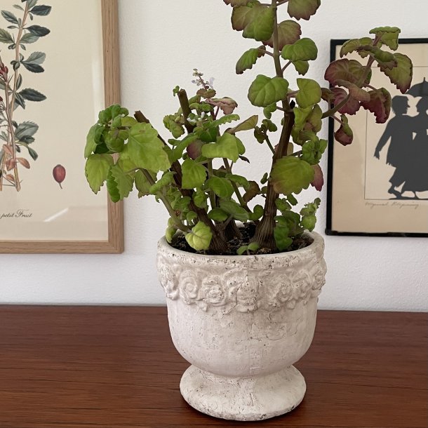 Skjuler p fod m/roser 